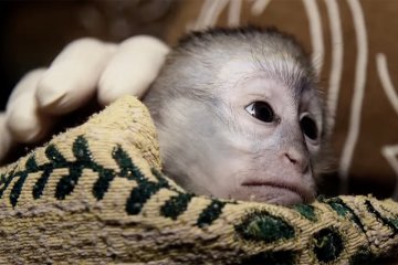 Film: Checkpoint Zoo